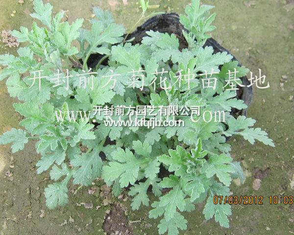 開封前方園藝——菊花種苗廠家直銷